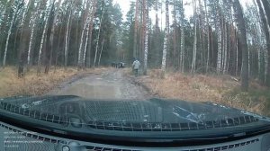 Трофи по Шатурским лесам 03.11.2024. Часть 3.