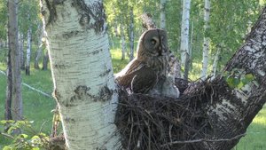 Гнездо совы с птенцами. НАПАДЕНИЕ СОВЫ НА ЧЕЛОВЕКА. Получил раны и сотрясение