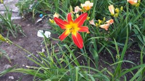 Лилейник FIRESTORM