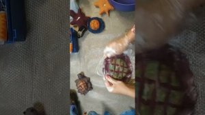 Игольница-черепаха. Часть 2. Запись прямого эфира от 27 июля 2022 г.