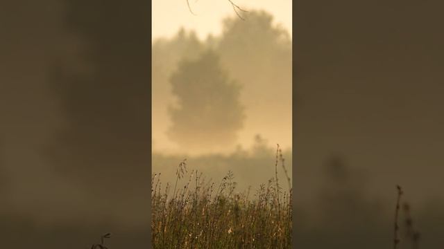 Вдохновение от природы смотреть онлайн