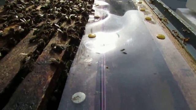 пчеловодство на ячейке 4,9 мм - часть 55, весенняя ревизия 1 апреля и осмотр 6 ноября 2024 год