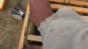 Пчёлы БАКФАСТ  Тест на миролюбие и плодовитость  Вывожу маток  Линия В91 AVM F0
