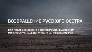 Возвращение русского осётра в Азовское море Россия24 03.11.2024 г.