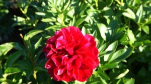 Пион RED MONARCH