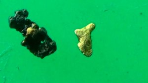 Нашёл Золото в магнетите при разведке золотоносного ручья!