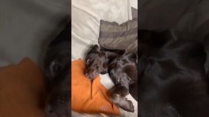 Приколы с животными