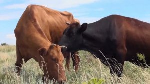 «Коровы»: не просто бессмысленный треш