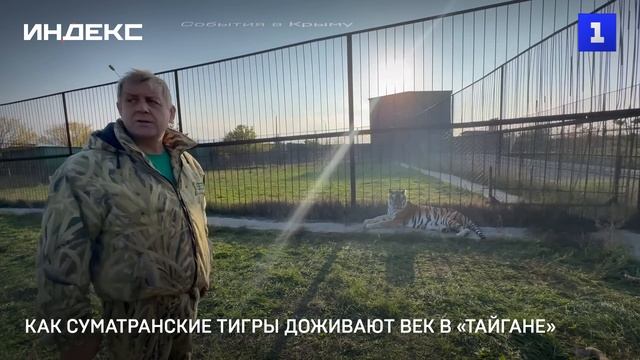 Как суматранские тигры доживают век в «Тайгане»