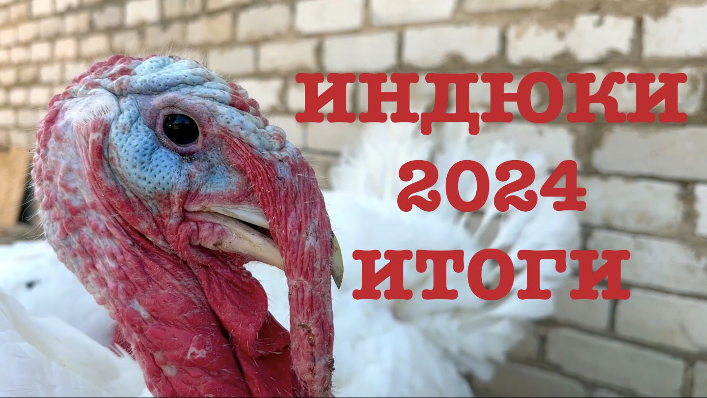 #161. Итоги выращивания бройлерной индейки. Что стало с рекой?! [Жизнь на своей земле] смотреть онлайн