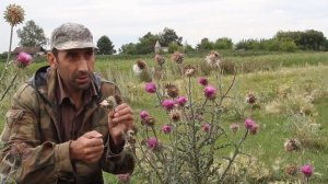 Расторопша лучшее лекарство для печени