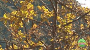 Крымское счастье Андрея Назаренко