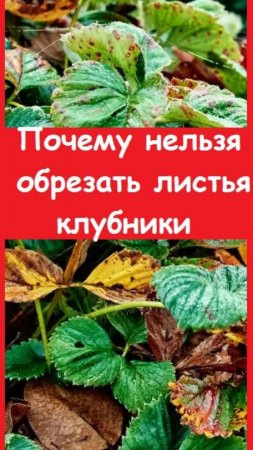 На этом видео глядно видно, ПОЧЕМУ НЕЛЬЗЯ ОБРЕЗАТЬ ЛИСТЬЯ осенью с клубники