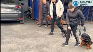 Дрессировка ,виды дрессировки.