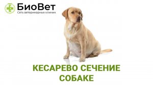 Кесарево сечение у собак и кошек