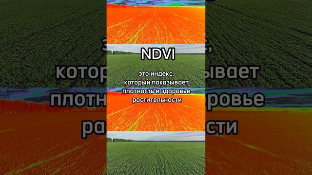 Увеличение урожайности с помощью индекса NDVI и Mavic 3M