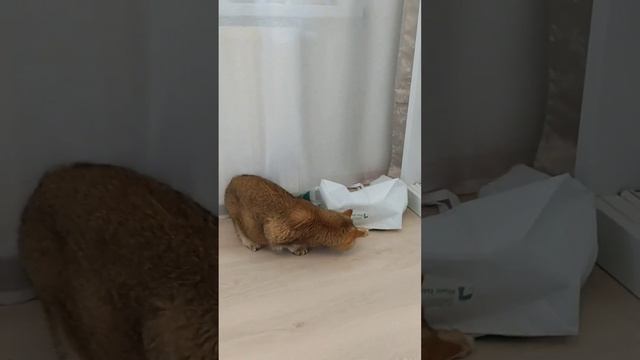 Кот и пакет #cutecat #cat #кот #смешнойкот #смешныекоты #милыекоты #котик #catlover #юмор