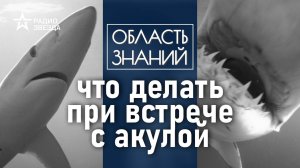 Что делать при встрече с акулой? Лекция морского биолога Ирины Мейнцер