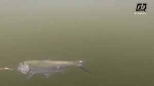 Ловля голавля на микроколебалки от Русской Блесны