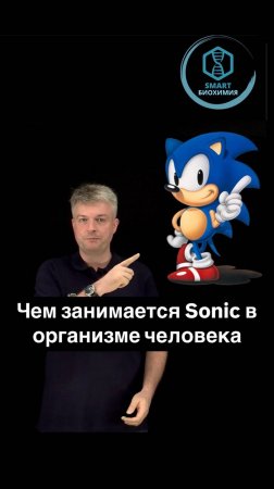 Чем занимается Sonic в организме человека