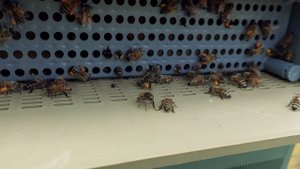 ПЫЛЬЦА ПЧЕЛИНАЯ  КАК ЗАГОТОВИТЬ, летом, в улье. ПЫЛЬЦЕСБОРНИК.