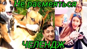 Попробуй, не расмеяться челендж \Юмор\Животные\Испуги\Смешные моменты.