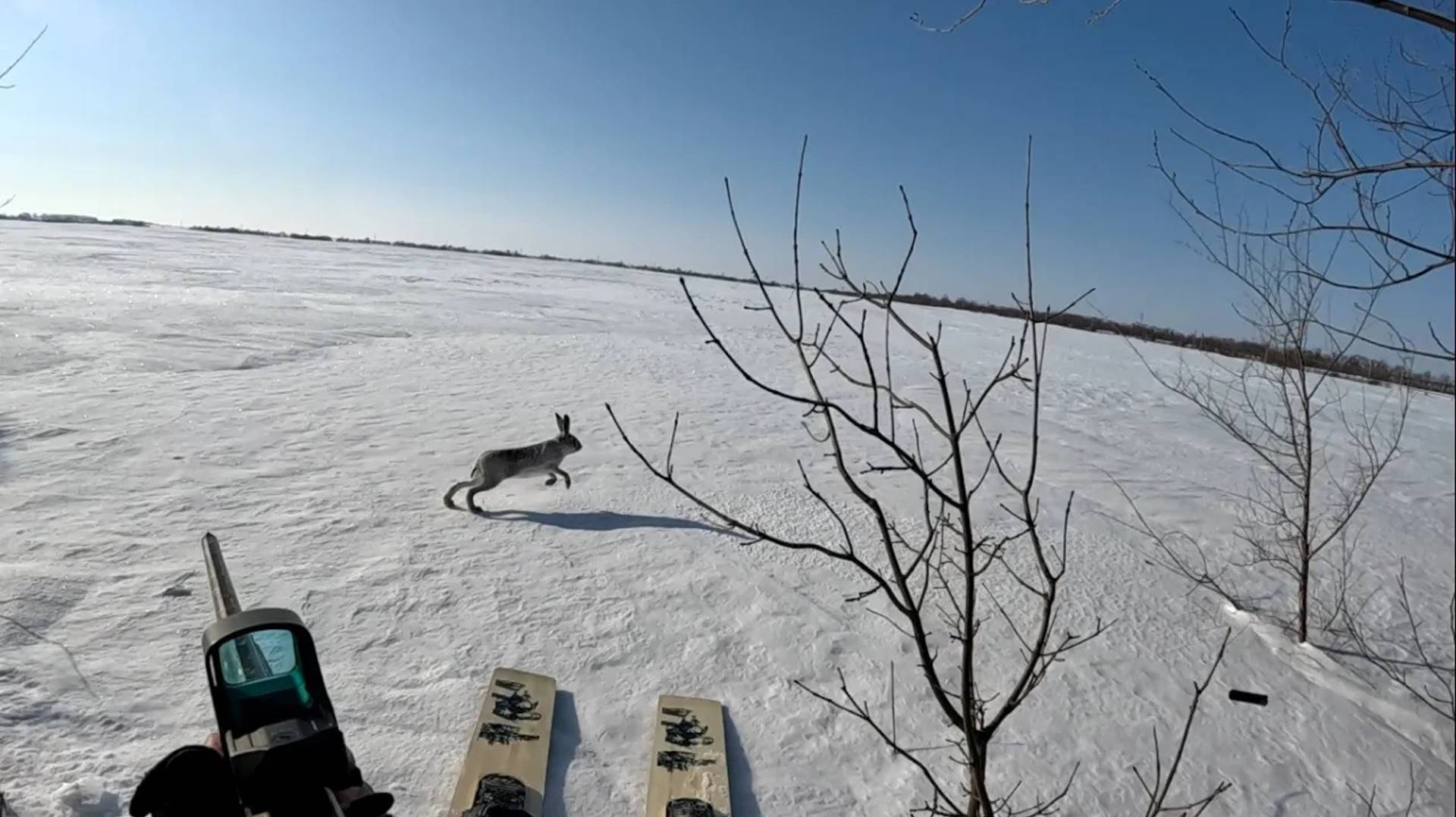 14 зайцев за 2 дня охоты. Нападение лисицы на охотника. Охота на зайца загоном.  ЗАЙЦА ОЧЕНЬ МНОГО!