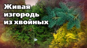 Хвойные в живой изгороди. Выбор культур, плотность посадки, возможные проблемы