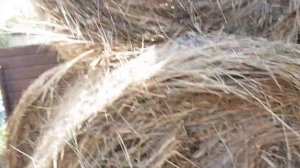 Заготовка сена на зиму!!! Завес быка в 1год и 5 месяцев.