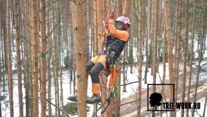 Весенняя обрезка деревьев в Московской области. Обрезка сухих веток на соснах. Tree-Work.ru