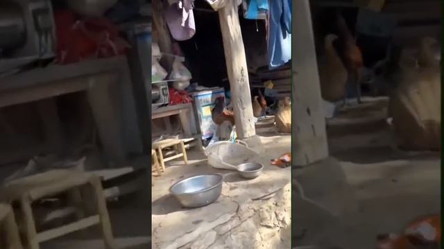 петух 🐓 в тапках 🤣 смотреть онлайн