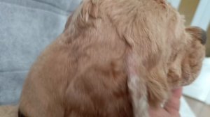 Данил ветеренар