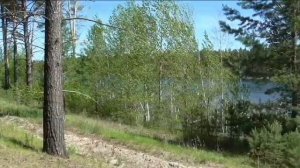 В сосновом бору неподалеку недавно образовалось загадочное, красивое лесное озеро