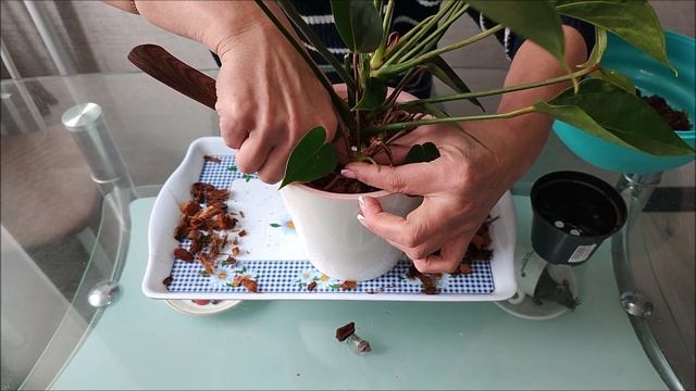 Отделяем детку антуриума не вынимая куст из горшка смотреть онлайн