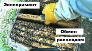 Обмен расплодом