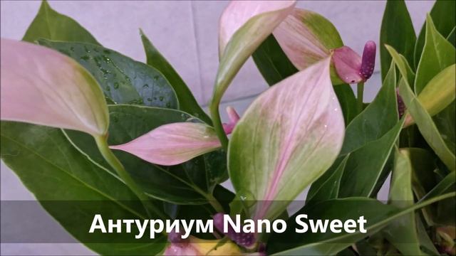 Миниатюрный многоцветковый красавчик антуриум Nano Sweet