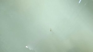 Killer-S Поклевки даже у новичков