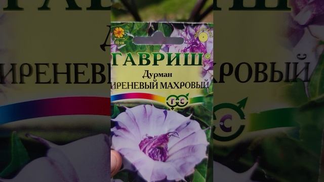 Дурман - сиреневый махровый.