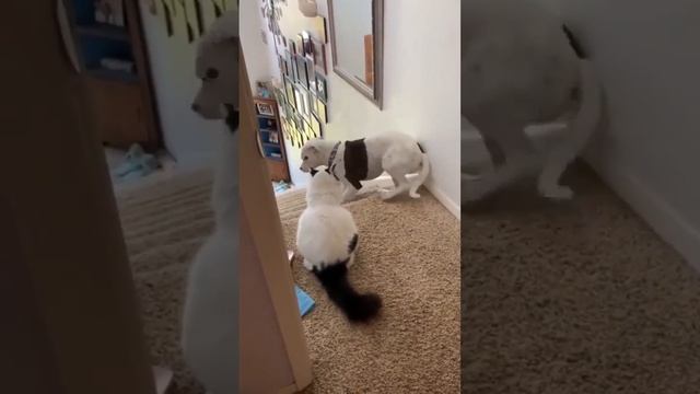 Поддержи подпиской 🙏 смотреть онлайн