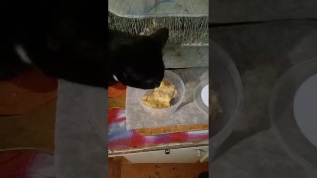 Мой кот.