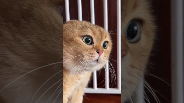 Братья меньшие