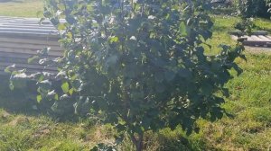 яблоня симфония на Урале