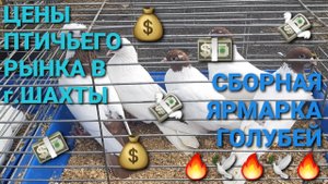💰💰💰 Цены птичьего рынка г.Шахты. Сборная ярмарка голубей. Николаевские голуби.