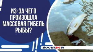 МАССОВАЯ ГИБЕЛЬ РЫБЫ В РЕКЕ ВОСТОЧНОЙ ДАГОМЫСЕ МОГЛА ПРОИЗОЙТИ ИЗ-ЗА ХЛОРКИ!