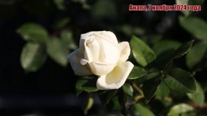 Цветы в моем саду