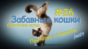 Забавные кошки / Приколы с кошками / Смешные коты #26