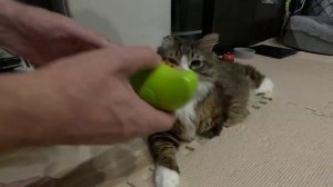 Жизнь кота без лап Прямая трансляция с камеры #GoPro #animals #животные