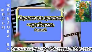 Черенки на прививку - проблемы. Серия 2.