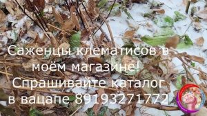 Укрываю розы и клематисы на зиму своим, проверенным способом! Часть 1