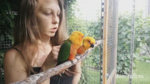 Как СДРУЖИТЬ попугаев?!